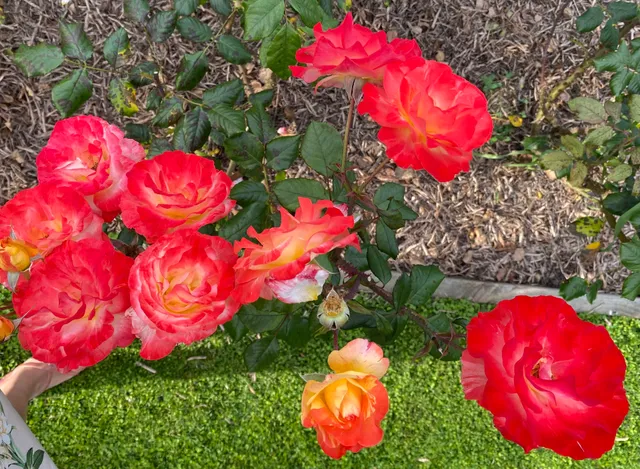 Hamilton Lake Rose Garden