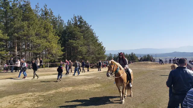 The Green Pine Chalet
