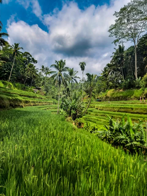 Tegallalang Rice Terrace