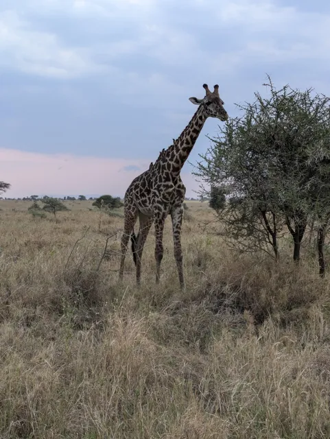 Chalema Tanzania Safaris