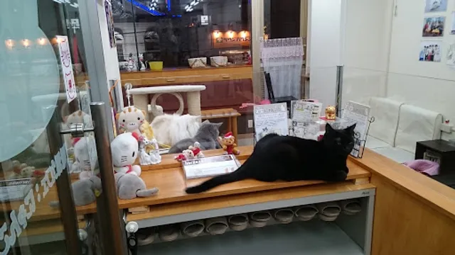 Cat Cafe Nyankoto