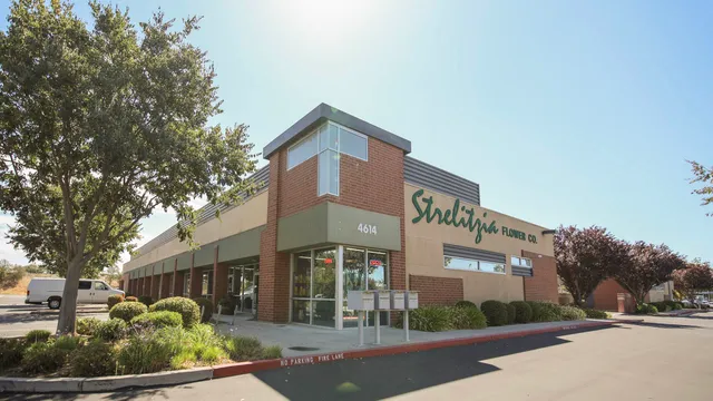 Strelitzia Flower Company