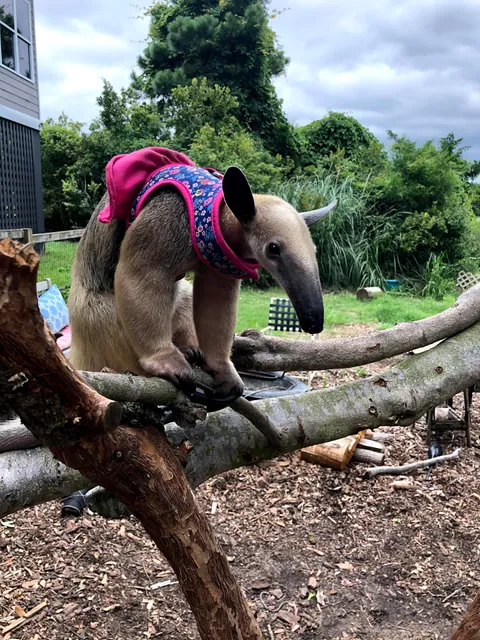 Charleston Sloth and Exotics