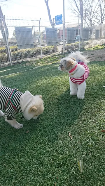 Beppu Municipal Dogrun