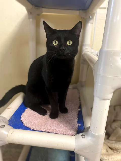 Room 8 Memorial Cat Foundation