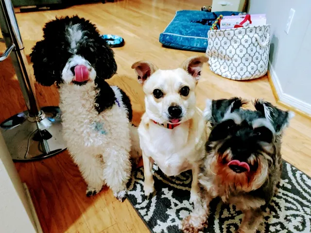 Posh Paws Pet Sitters, LLC