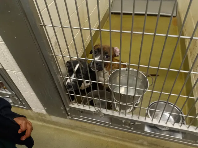 Moreno Valley Animal Shelter