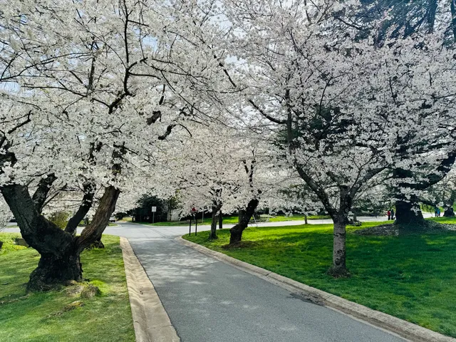 Kenwood Community Cherry Blossoms