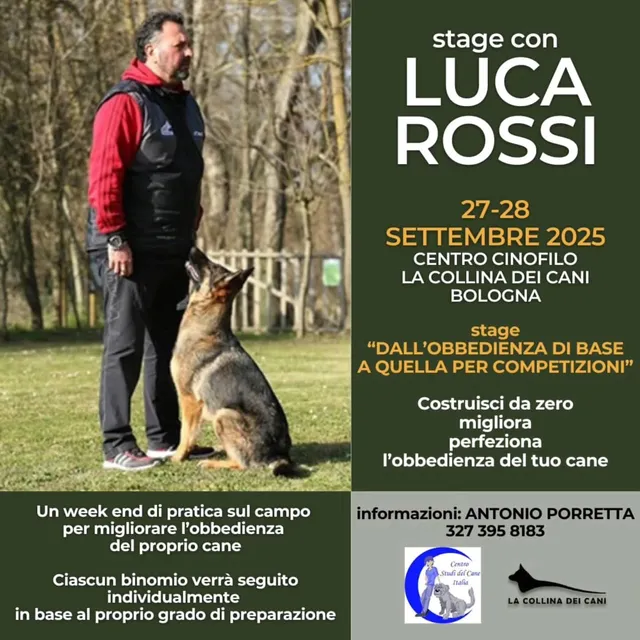 dog bo - dog cat sitter