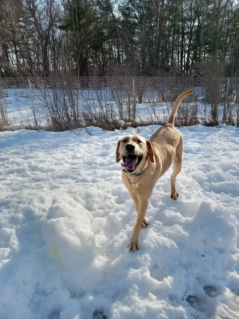 Menomonie Off-Leash Dog Park