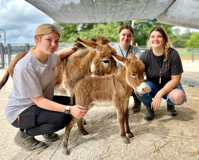 Cypress Farm Miniature Donkeys