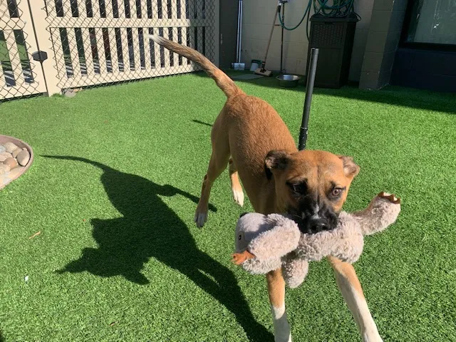 Snug Pet Resort & Animal Hospital