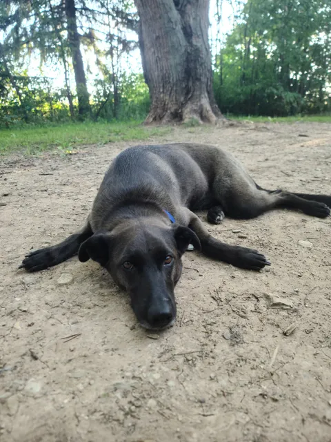 Outagamie County Dog Park