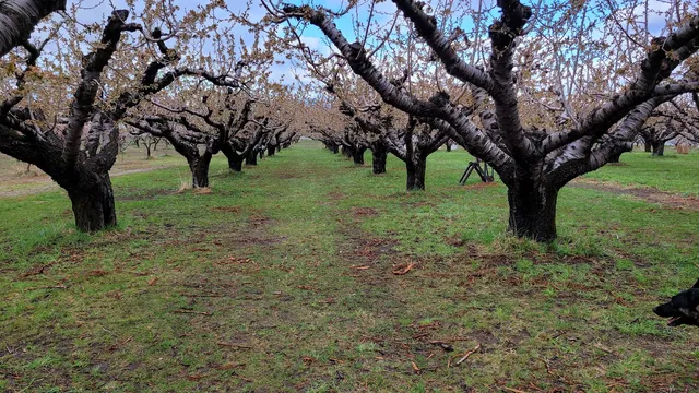 Manning Orchards