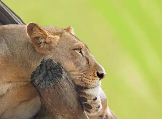 Alaska Museum of Science and Nature