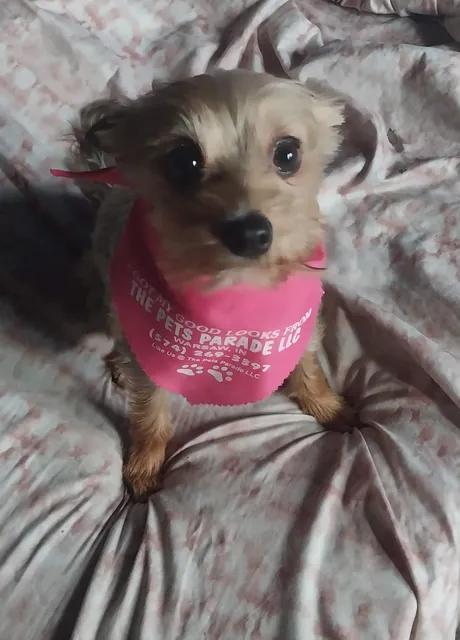 The Pets' Parade LLC