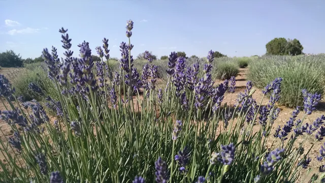 Windy Hills Lavender Farm