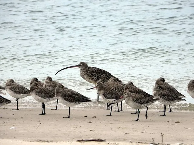Kakadu Beach Bird Roost