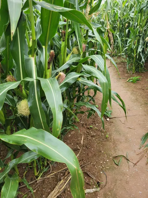 South Devon Maize Maze