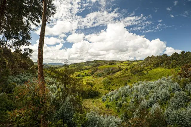 Kibira National Park