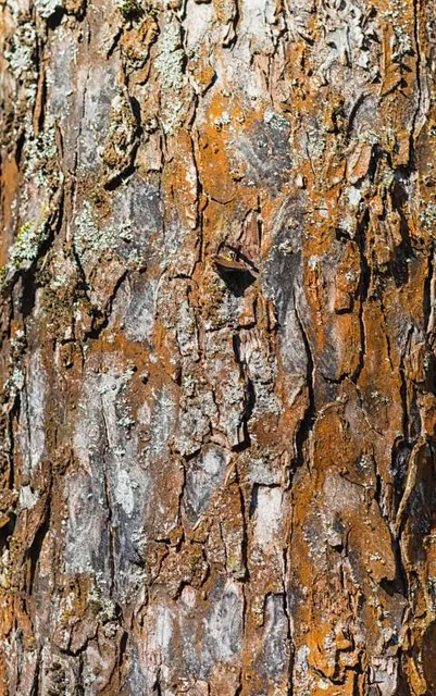 BONG HAGIANG LOOP TOUR