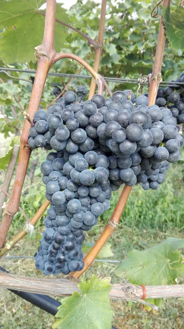 Cantina Sociale di Avio