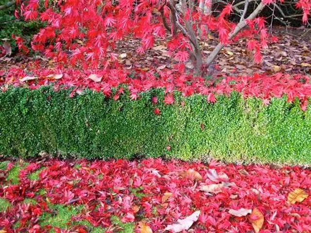 Arley Arboretum & Gardens