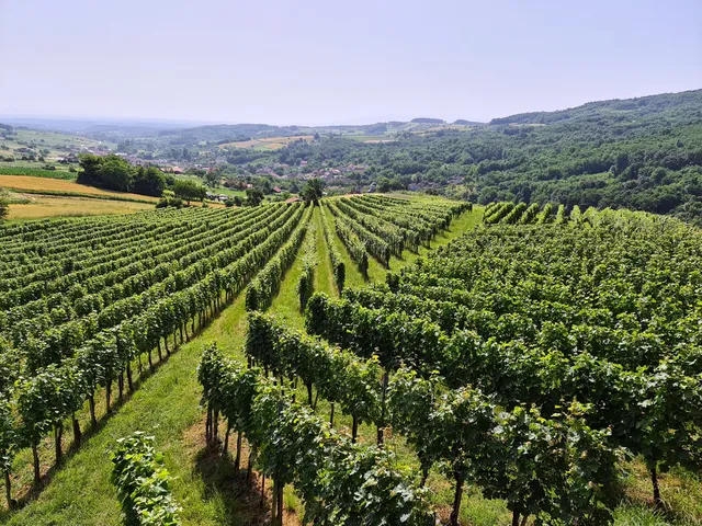 Winery Milosavljevic