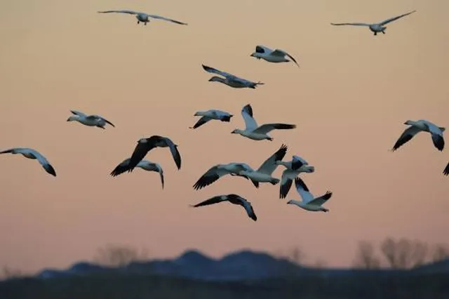 Waccamaw National Wildlife Refuge