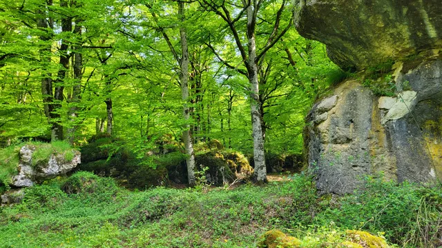 Bosque encantado Artea