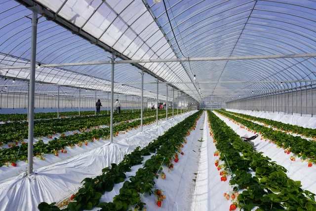 ゲンキファームノイチゴガリ