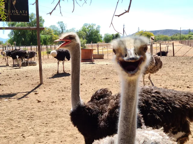 Highgate Ostrich Show Farm