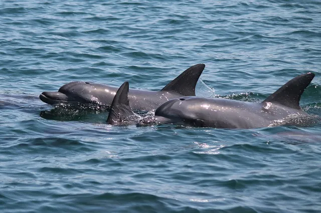 Dolphin Watch & Fishing Raft - Mizuho-maru #2