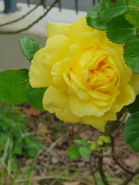 Institut Lumière Garden