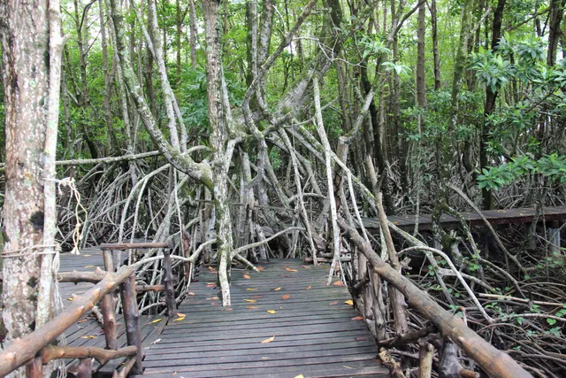 Peam Krasaop Wildlife Sanctuary