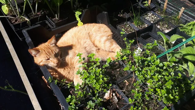 De Tuinen van Weldadigheid