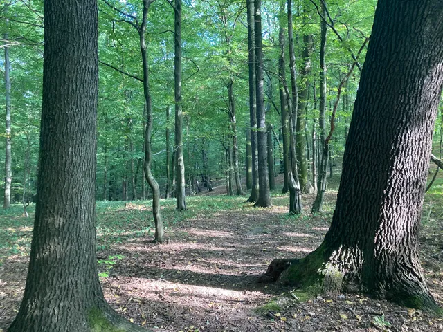 Rezerwat przyrody Buczyna Jakubowska