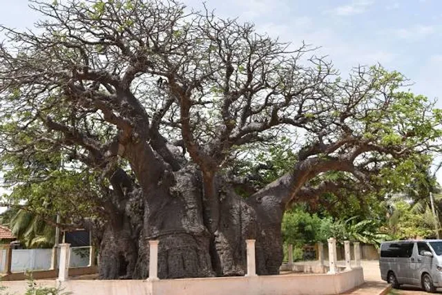 Baobab Tree Pallimunai, Mannar