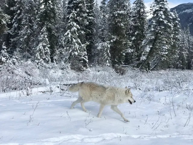 Northern Lights Wildlife Wolf Centre