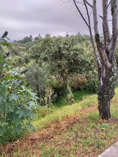 Reserva Ecológica del Pedregal de San Ángel