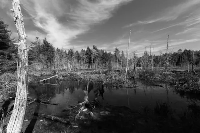 Sunkhaze Meadows National Wildlife Refuge