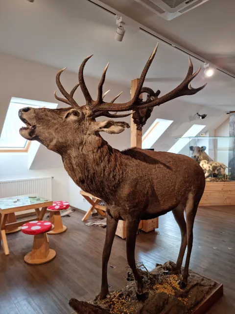 Kőhalmy Hunting Museum (Forest Pub)