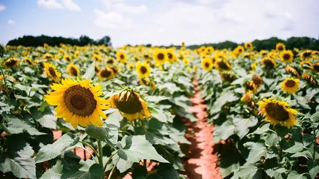 Historic Brattonsville