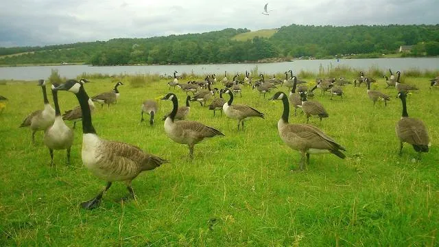 Rother Valley Country Park