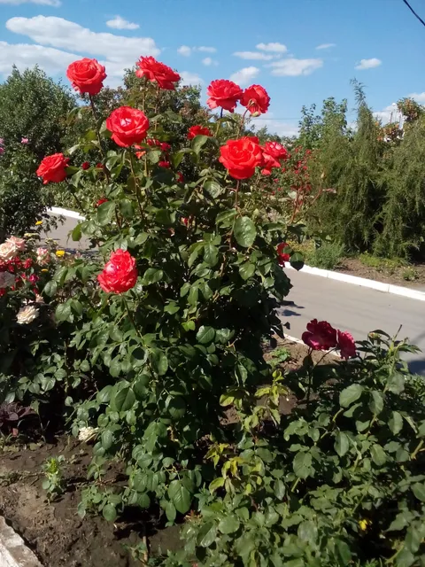 photo-1