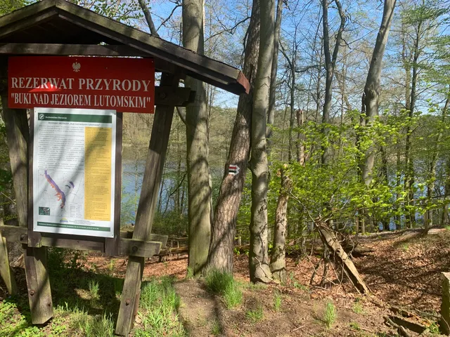 Rezerwat przyrody Buki nad Jeziorem Lutomskim