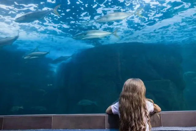 OdySea Aquarium