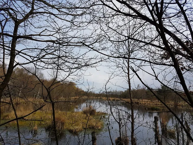 Südliches Hagener Königsmoor