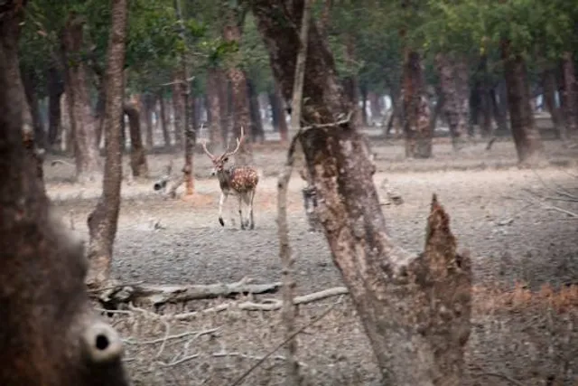 Dehesa de Navalcarbón