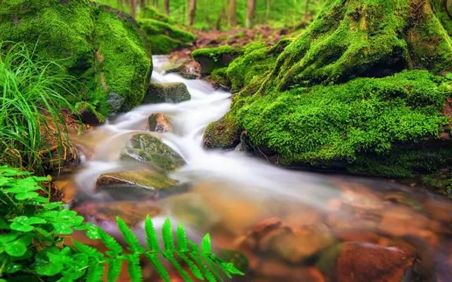 NORDMANN'S Wildpark Stangerode